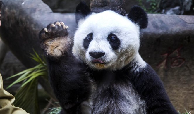 (FOTO) UMRLA BASI najstarija panda na svetu!