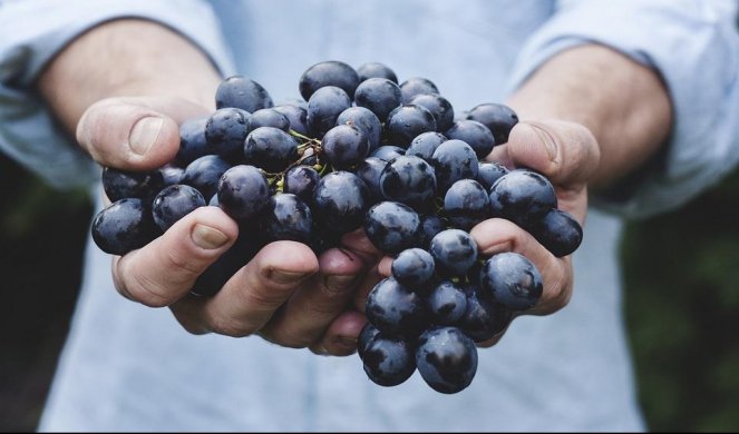 LEK ZA SVE BOLJKE: Zašto treba da jedete semenke grožđa?