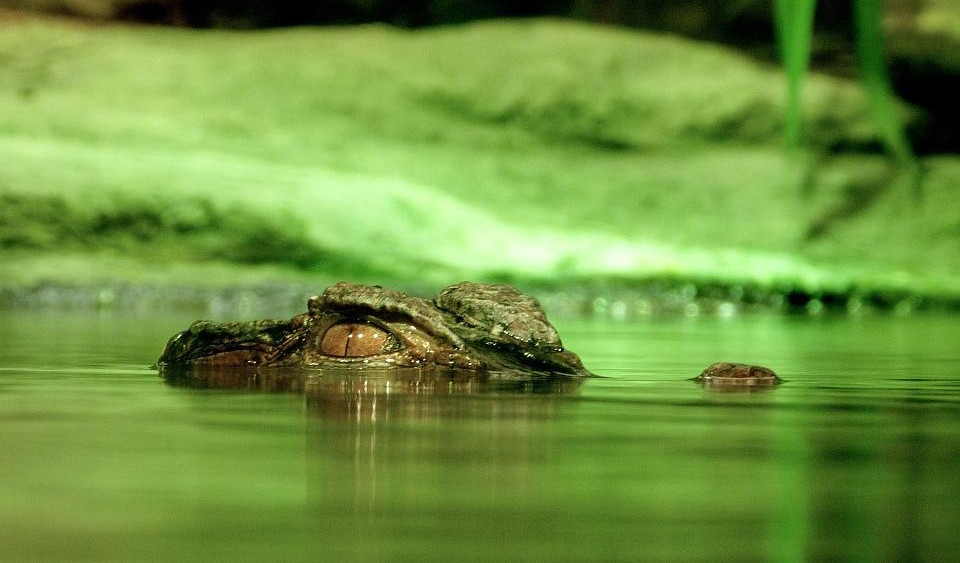 UŽAS U ETIOPIJI! Krokodil usmrtio sveštenika tokom krštenja u jezeru
