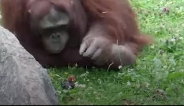 (VIDEO) LEKCIJA IZ NEŽNOSTI: Pažljivi orangutan spasao ptičicu sigurne smrti!