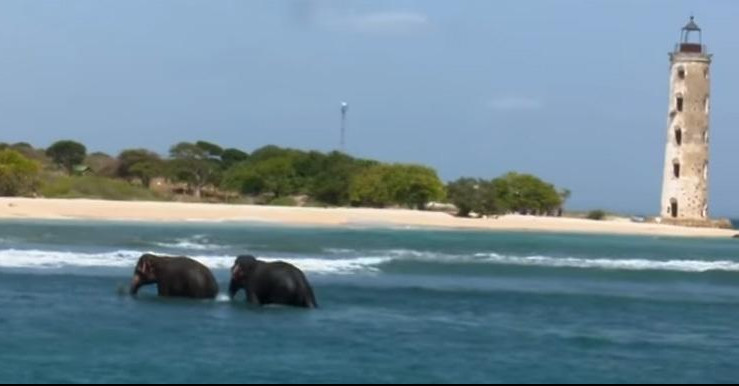 (VIDEO) MORNARICA ŠRI LANKE spasila slonove koji su se davili u moru