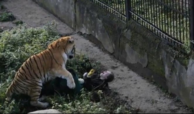 (VIDEO) JEZIVE SCENE U ZOOLOŠKOM VRTU! Deca posmatrala kako tigar NAPADA I UJEDA ČUVARA!