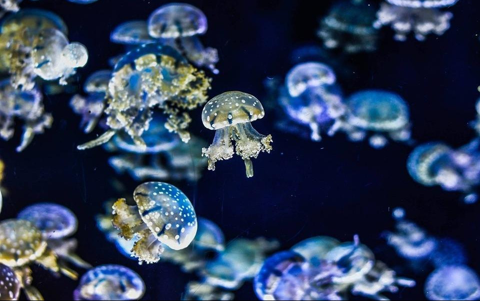 EVO REŠENJA...Šta raditi ako vas na moru opeče meduza?