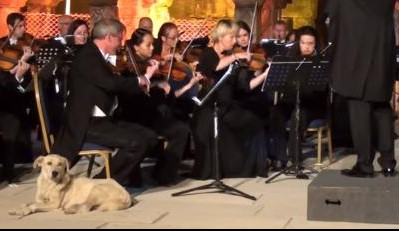(VIDEO) PAS LJUBITELJ MUZIKE, ZVEZDA INTERNETA: Na oduševljenje publike, uživao u koncertu Bečkog orkestra nedaleko od Izmira"!