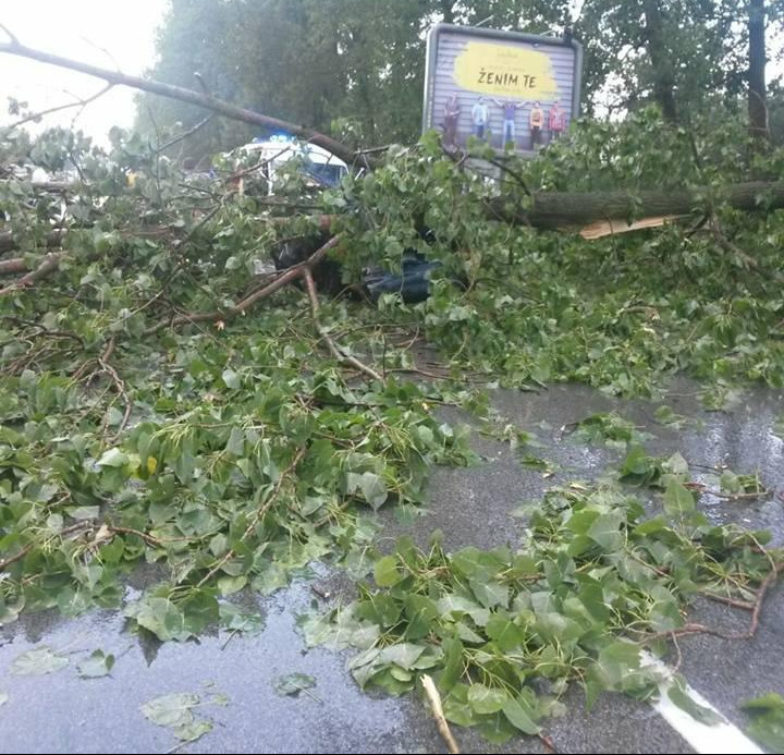 OLUJA PROTUTNJALA KROZ SRBIJU! Grom oborio stablo u Kruševcu, putnici izašli iz autobusa i krčili put!