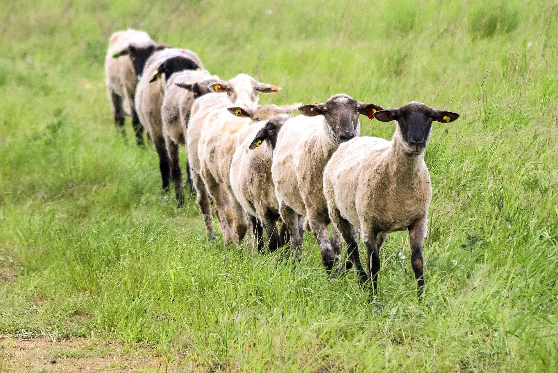 NEŠTO IH JE ZAPOSELO! 80 OVACA IZVRŠILO MASOVNO SAMOUBISTVO: Pastir nemoćno gledao kako se bacaju sa litice!