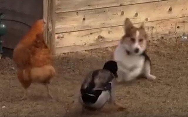 (VIDEO) OPASAN IGRAČ: U borbi psa i kokoške pobedila patka!