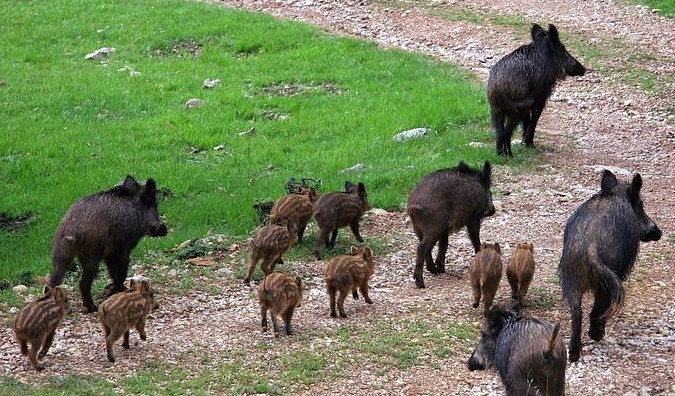 STAMPEDO U KANJIŽI: Oko  40 divljih svinja protutnjao selom u Banatu!