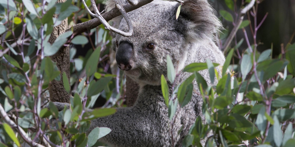 DOKAZ DA LJUBAV NE ZNA ZA GRANICE! Mala koala zagrlila mamu dok su se borili za njen život! /FOTO/