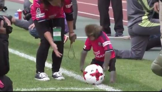 (VIDEO) JAPANSKI FUDBAL JE CIRKUS! Majmun izveo početni udarac na utakmici!