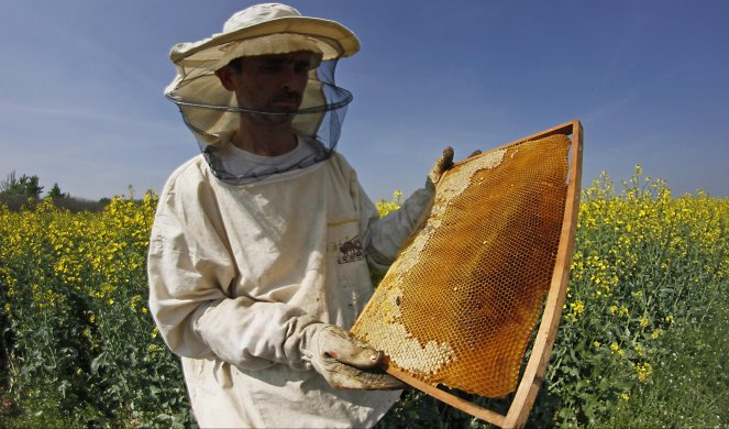 SKUPLJI MED?! Zbog lošeg vremena, pomora pčela, za kilogram i više od 1.000 dinara