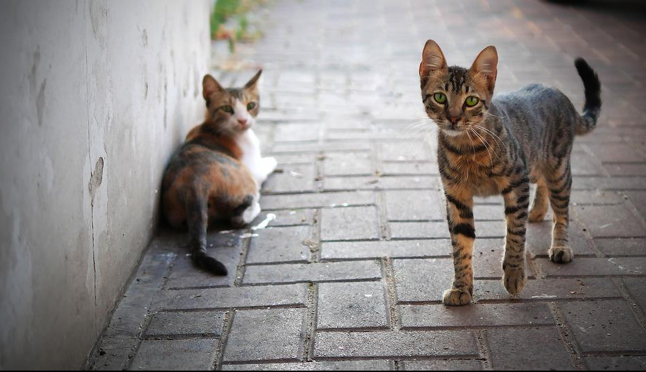 (FOTO) GLAVOSEK: Uhapšen serijski ubica mačaka iz Krojdona!