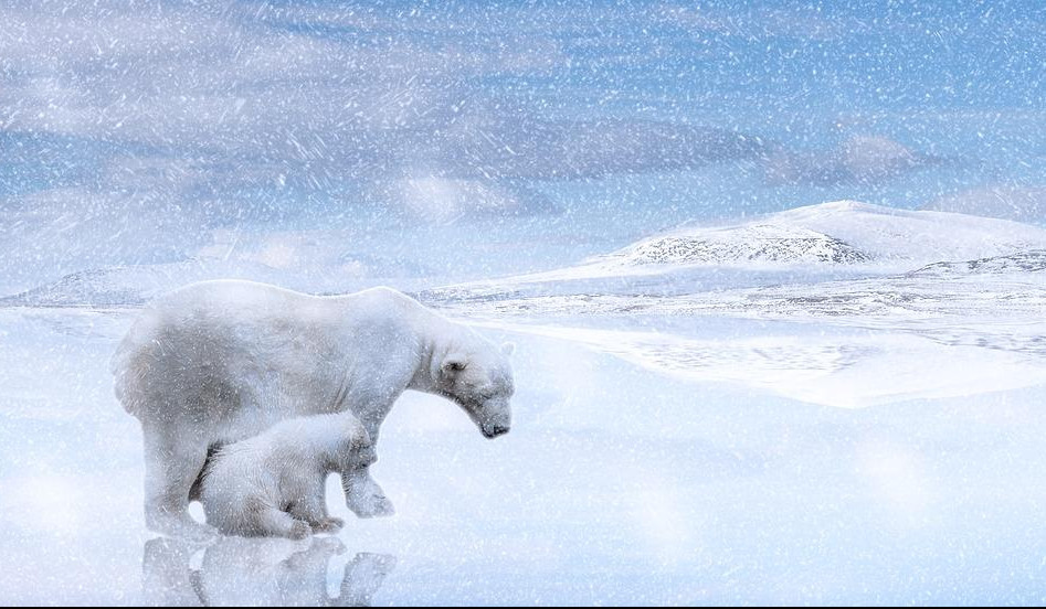 MEDVEDI U PROBLEMU: Praćenje životinja na Arktiku donelo zabrinjavajuće rezultate!
