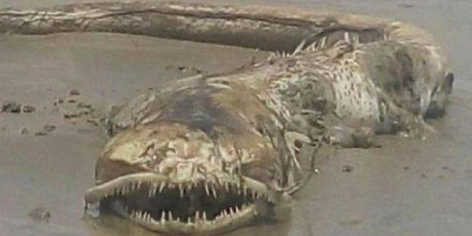 (FOTO) MISTERIOZNO STVORENJE! Ribolovac na plaži u Meksiku pronašao čudnu životinju!