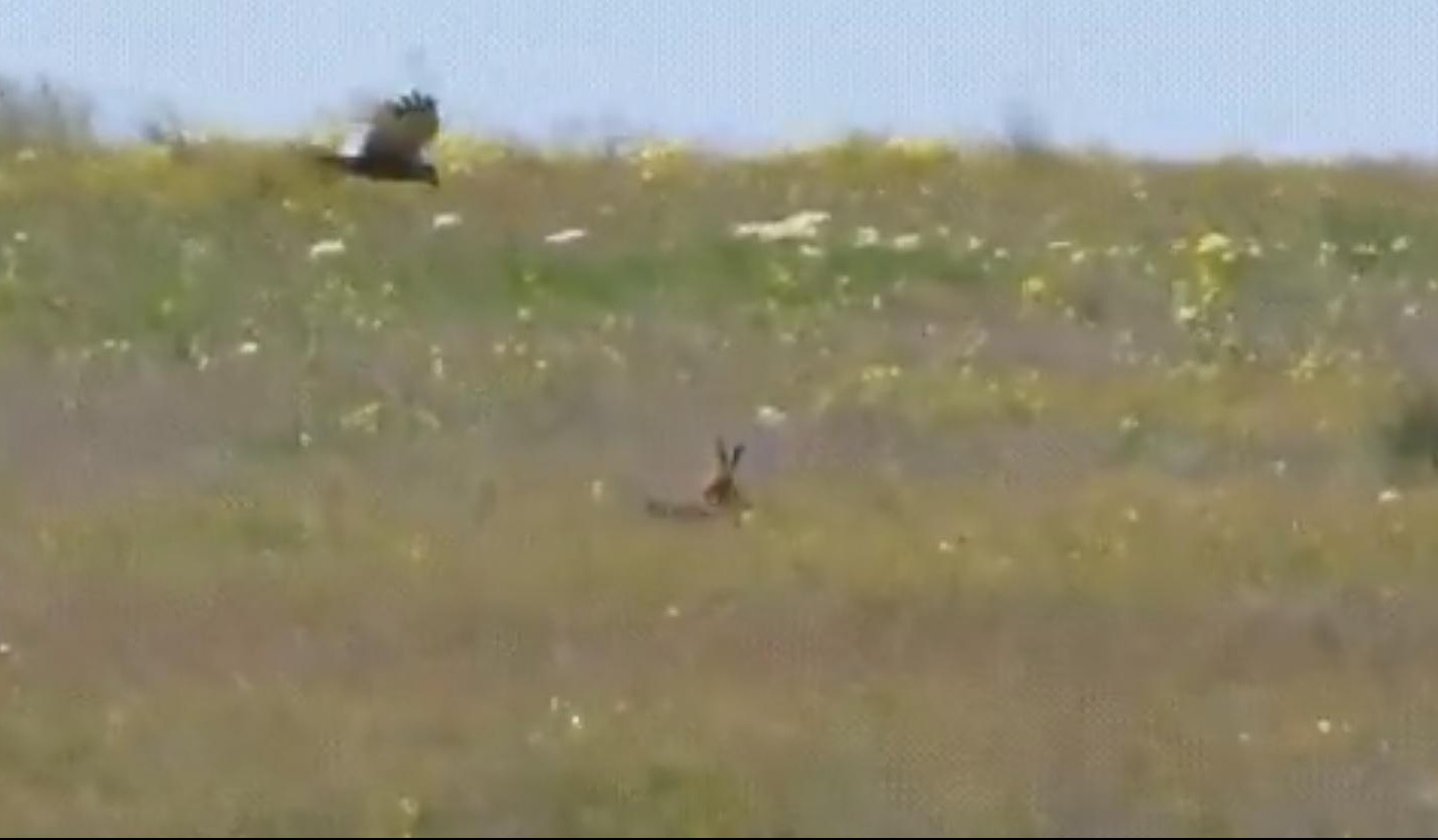 (HIT VIDEO) ZEKA FAJTER! Ptičurina se zaletela na njega... A ONDA JE USLEDIO ŠOK!