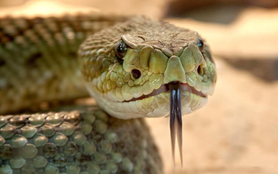 ZA RIPLIJA: Amerikanca ujela zmija nakon što joj je odsekao glavu!