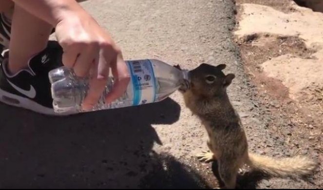 (VIDEO) SLATKIŠ MALI: Žedna veverica molila za vodu od turista!