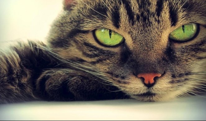 LEGENDA: Zašto se kaže da mačke imaju devet života?