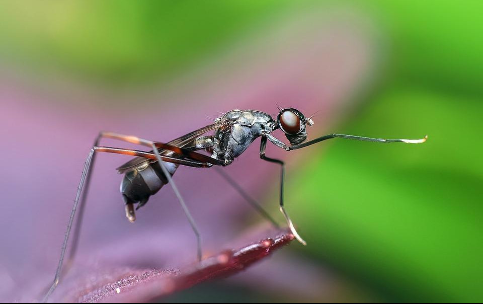 (FOTO) TRIK KOJI USPEVA: Najjednostavniji način da se rešite mrava!