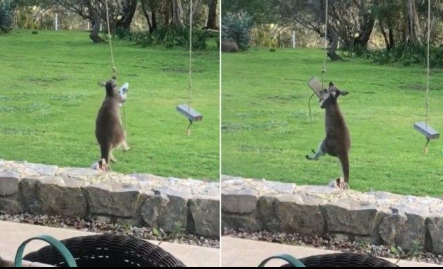(VIDEO) ALI, HIT: Šta se dogodi kada kengur poželi da se ljulja na ljuljašci? 