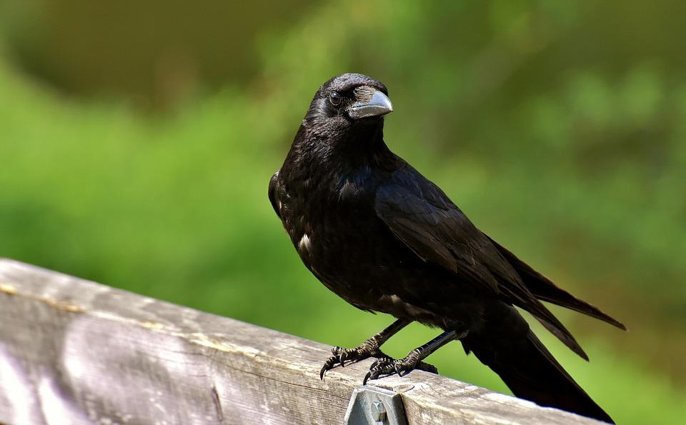 (VIDEO) RADE NOĆU ZA GRADSKU ČIŠTOĆU: U francuskom parku ptice SAME SKUPLJAJU SMEĆE za nagradu!