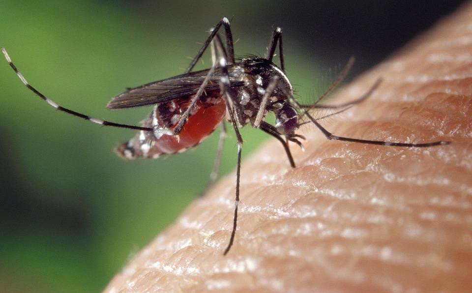 EVO REŠENJA ZA VAŠU NAJVEĆU LETNJU MUKU! Deset domaćih lekova protiv ujeda komaraca!