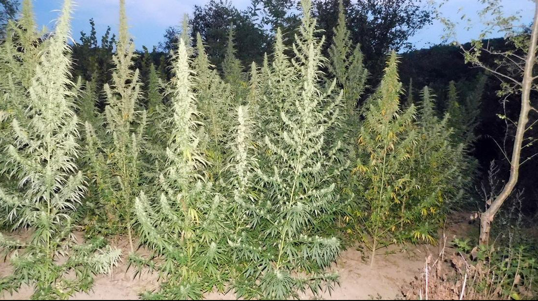 AKCIJA POLICIJE U KRAGUJEVCU: Pronađeni zasadi sa više od 140 kilograma marihuane