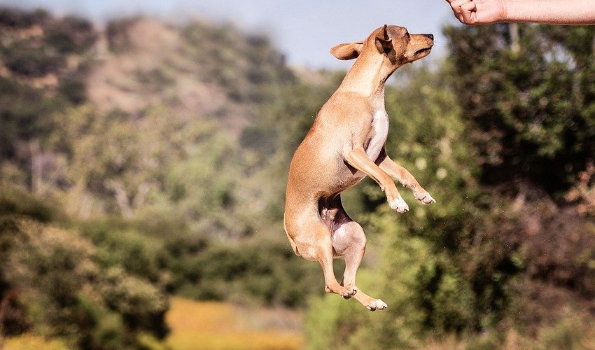 (VIDEO) NIJE TEŠKO BITI FIN: Kako da naučite psa da ne skače na ljude?