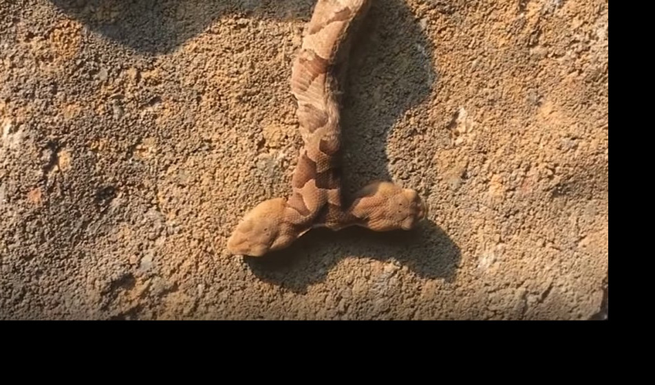 (VIDEO) ŠOK U VIRDŽINIJI! Pronađena otrovna zmija koja ima dve glave!