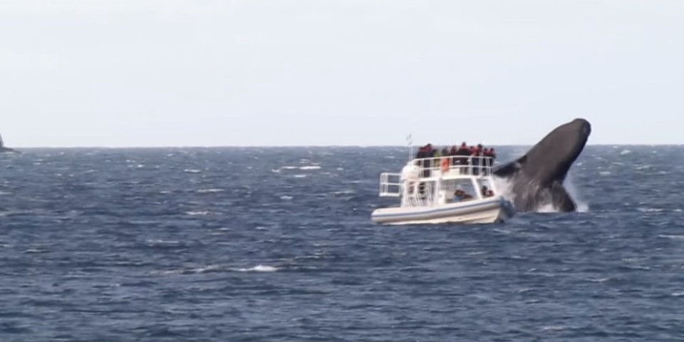 NEVEROVATNA NESREĆA NASRED TIHOG OKEANA Jedrilica se sudarila sa kitom i prevrnula: spašeno osmoro članova posade na Pacifiku
