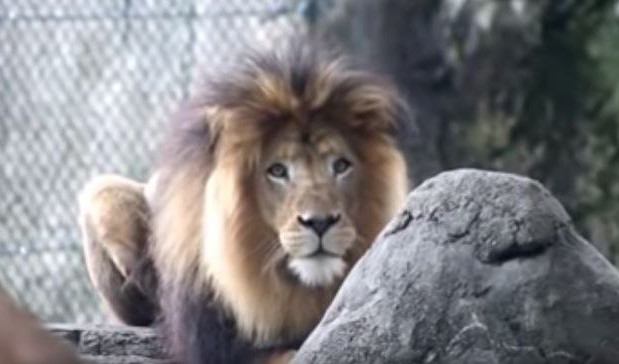 ŠTA LI JE ZGREŠIO? Lavica ubila lava u zoo-vrtu posle osam godina zajedničkog života!