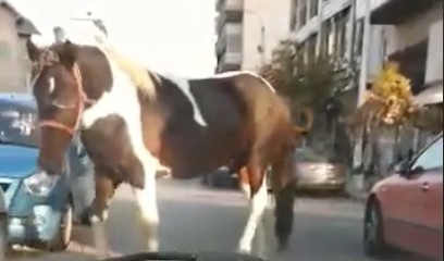 (VIDEO) ČUDO U SOLUNU! Konj prošetao centrom grada, stanovnici u šoku!