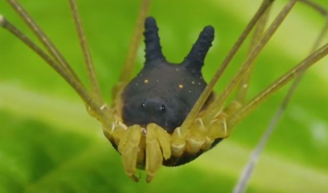(VIDEO) DA LI LAJE? Neobično stvorenje nalik na hibrid psa i pauka pronađeno u prašumi!