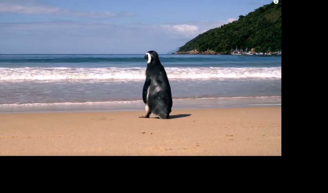 (VIDEO) TO SE ZOVE LJUBAV! Pingvin svake godine prepliva 8.000 km da bi se sreo sa svojim spasiocem
