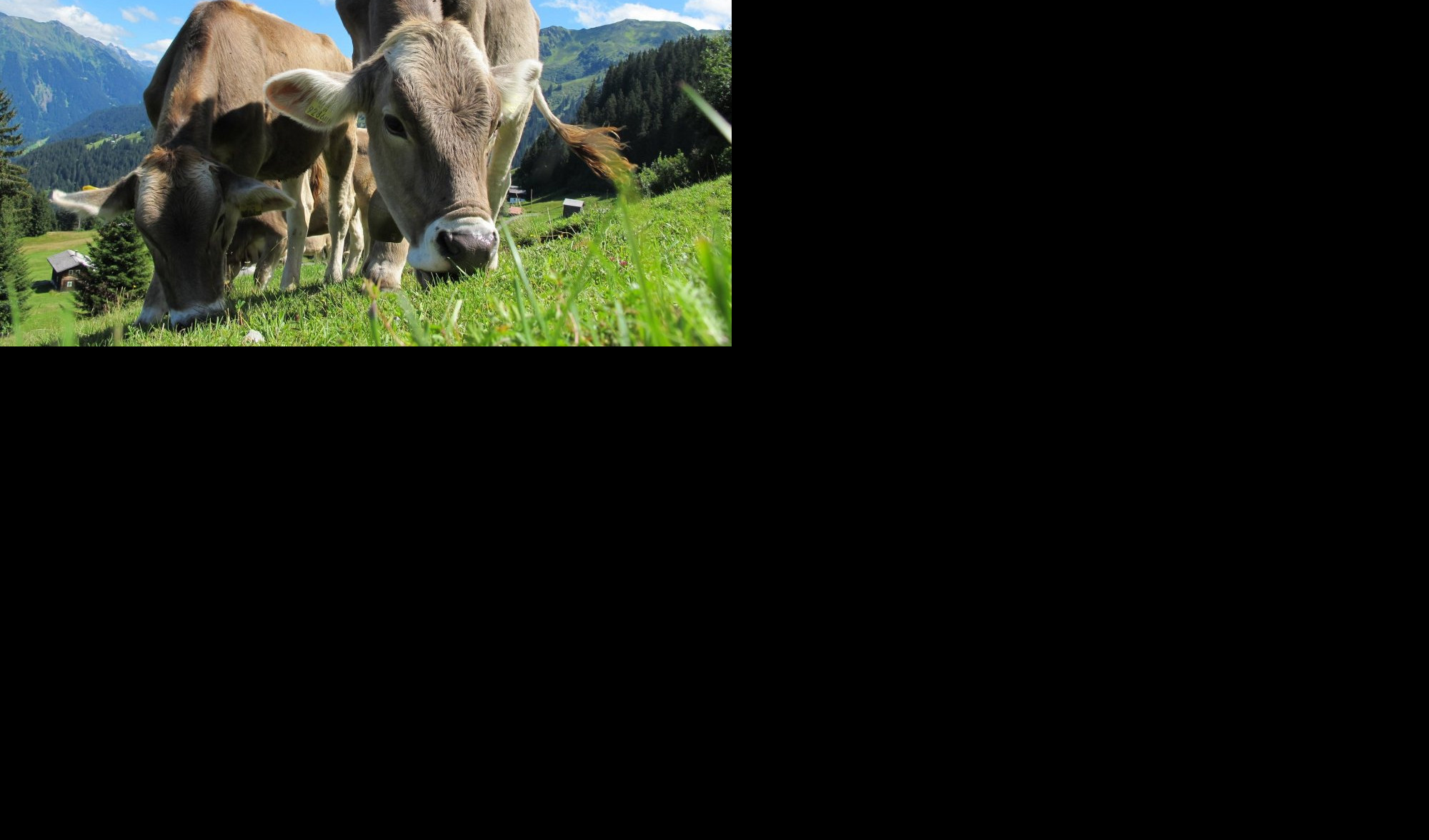 (FOTO) POSLE KONJA I DELFINA: Da li znate šta je kravlja terapija?