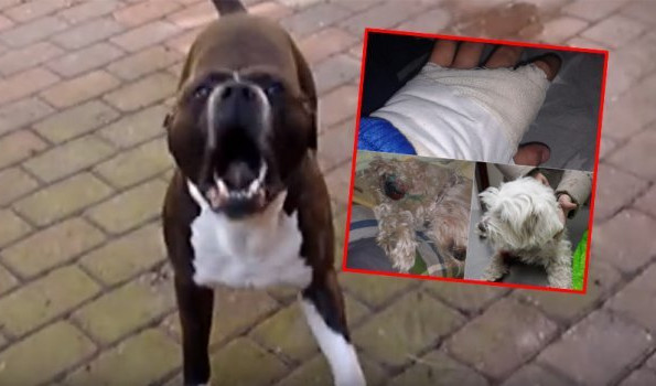 (VIDEO) KRVOLOČNI STAFORD NAPAO DETE U SMEDEREVSKOJ PALANCI, drugom psu odgrizao nogu! Kidao je životinju, vlasnik ga pesnicama odvajao od pudle!