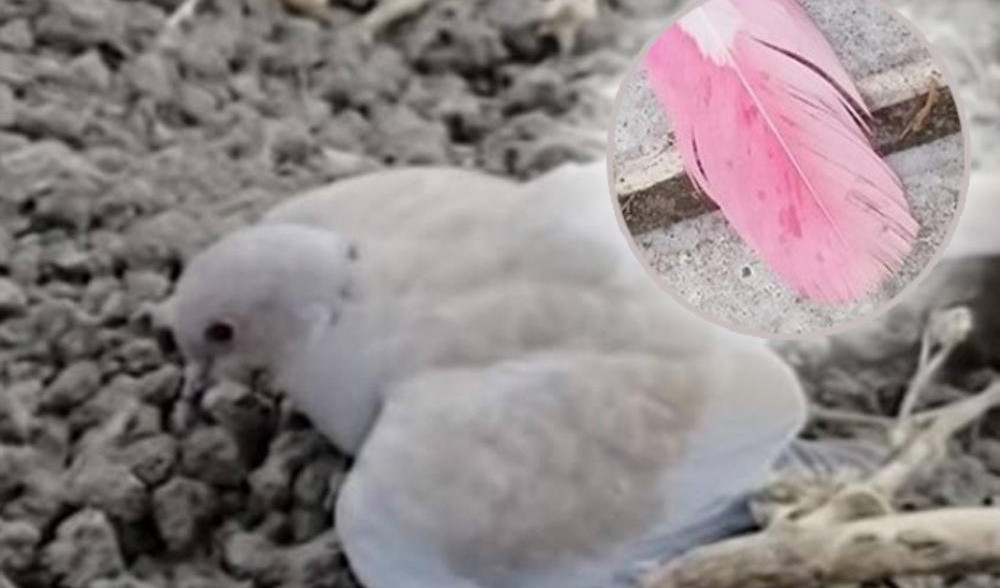 (FOTO) UPOZORENJE KOJE JE ZABRINULO SRBIJU: Ako vidite goluba sa OVAKVIM perjem, ne prilazite! Opasno je, ČAK I SMRTONOSNO!