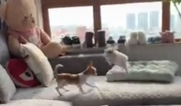 (VIDEO) UHVATI ME AKO MOŽEŠ! Pas i zec se ludo zabavljaju!