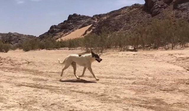 (VIDEO) KAKTUS MARATONAC! Pas istrčao 160 kilometara preko Sahare!