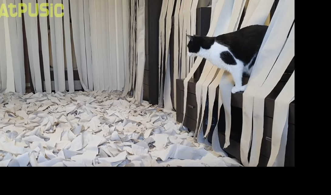 (VIDEO) SMEHOTRES! Evo šta se dešava kada pustite mačku u sobu punu toalet papira