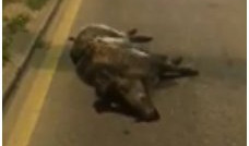 (VIDEO) STRADALA DIVLJA SVINJA NA NOVOM BEOGRADU! Životinja podletela pod automobil kod PALATE SRBIJA!