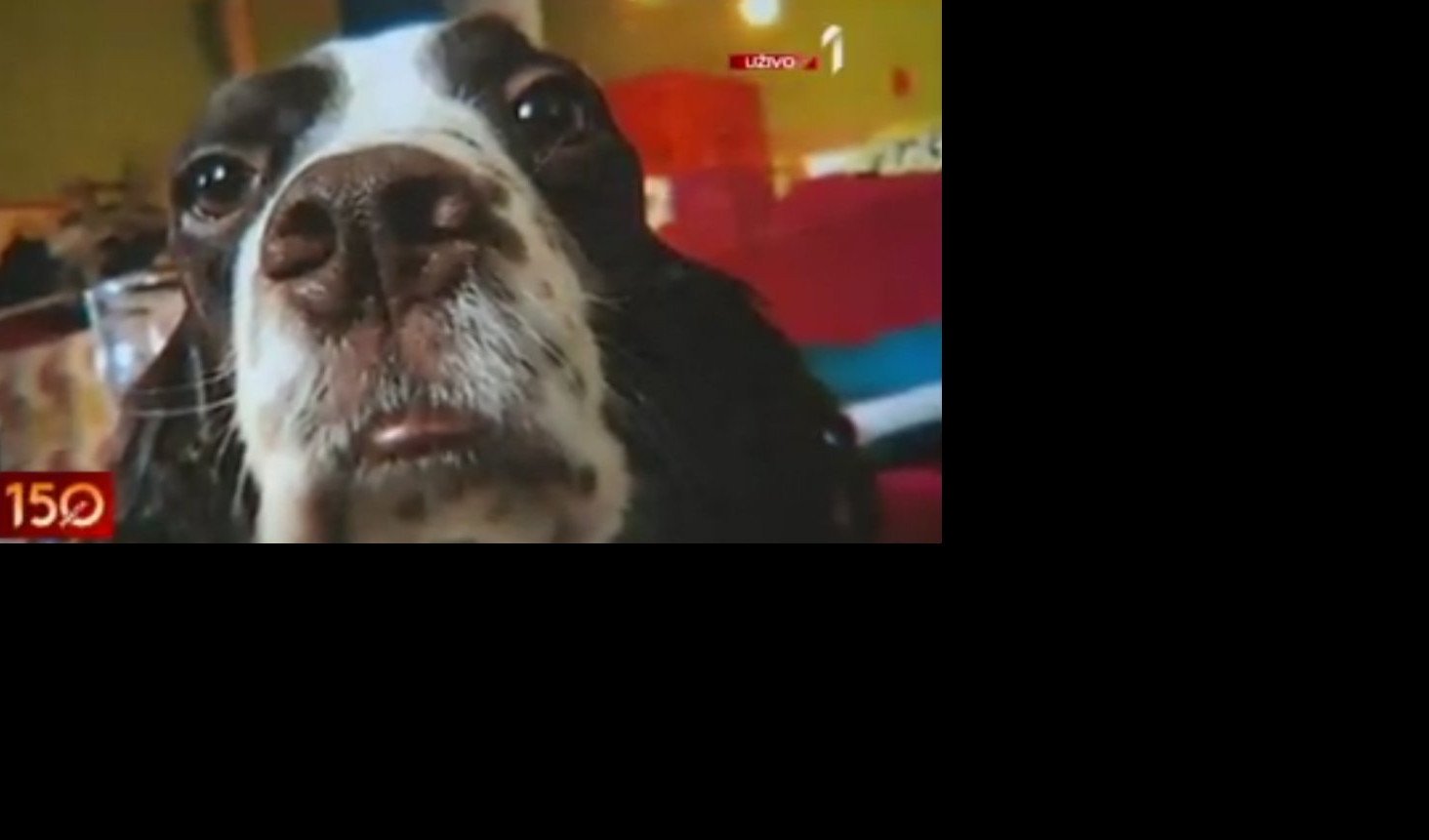 (VIDEO) NESTALA JE ĐINA! Vlasnica ostavila psa u pansionu i sad ga nema! NAGRADA ONOM KO JE NAĐE 1.000 EVRA!