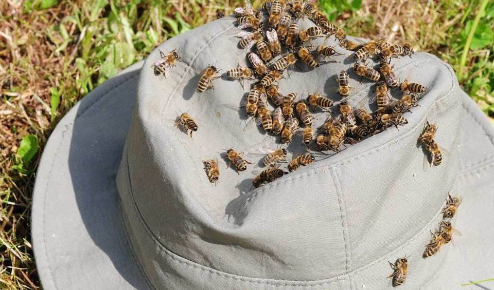 PČELE NAPALE GRKE U NIŠU! Jedan završio u bolnici