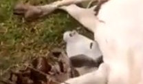 (VIDEO) PREDIVAN ČOVEK KAKVIH JE DANAS MALO! Zaustavio se da spasi kravu iz bodljikave žice kraj puta!