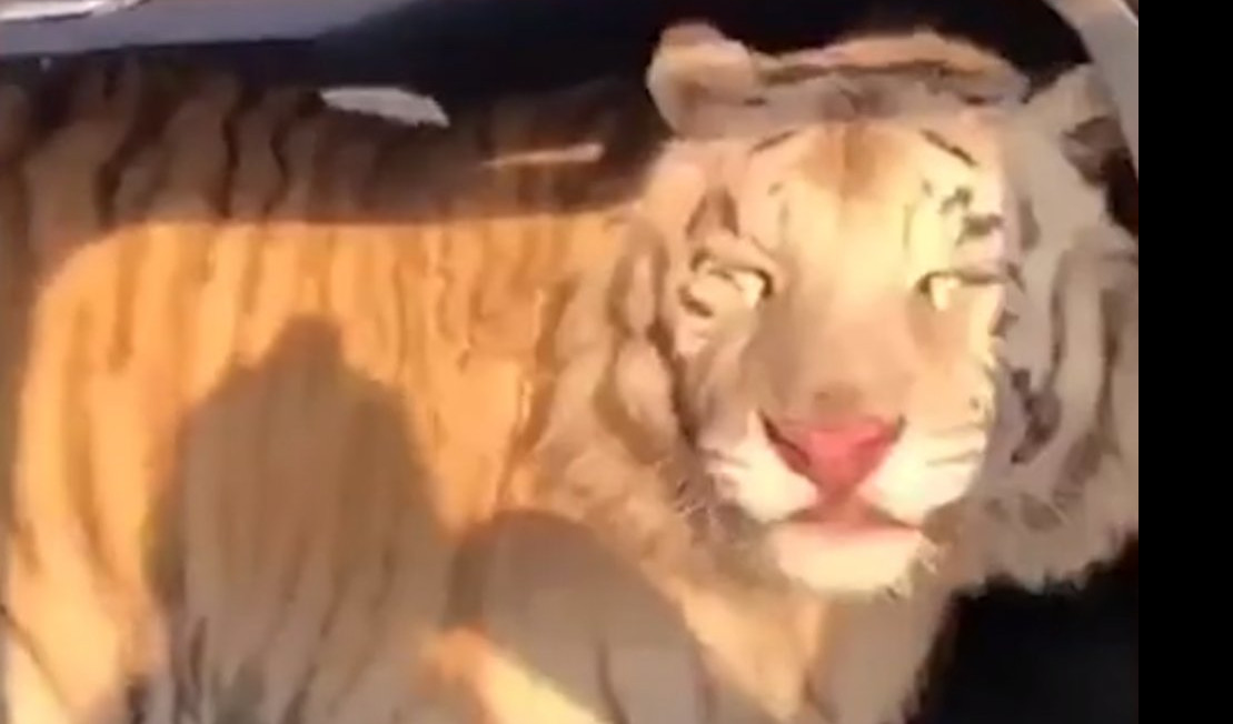 (VIDEO) ČOVEČE, POMERI SE DA UĐEM! Ogroman tigar uskočio kroz prozor automobila!