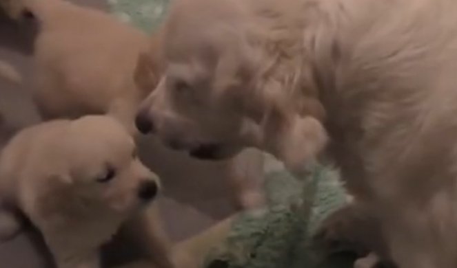 (VIDEO) KAD MAMA PODVIKNE NEMA RASPRAVE! Iznenadićete se kada vidite koliko su poslušni ovi kučići!