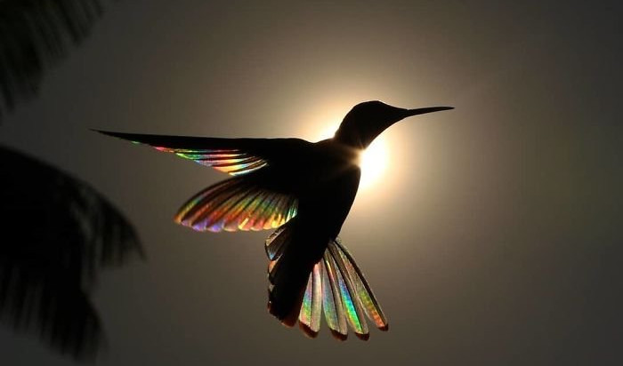 MAGIČNO! Krila kolibrija na suncu sjaje poput duge