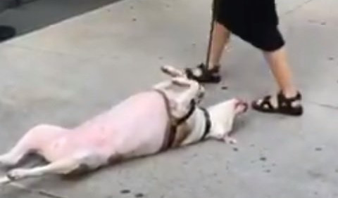 (VIDEO) BAŠ GA MRZI DA HODA! Tvrdoglavi pas koji neće da se makne HIT na društvenim mrežama