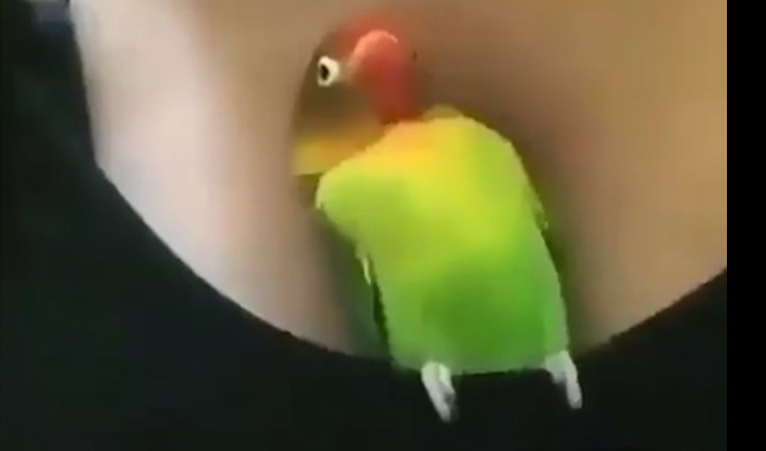 (VIDEO) ON JE NAŠAO SVOJU KUĆICU! Ovaj papagaj zna šta valja!