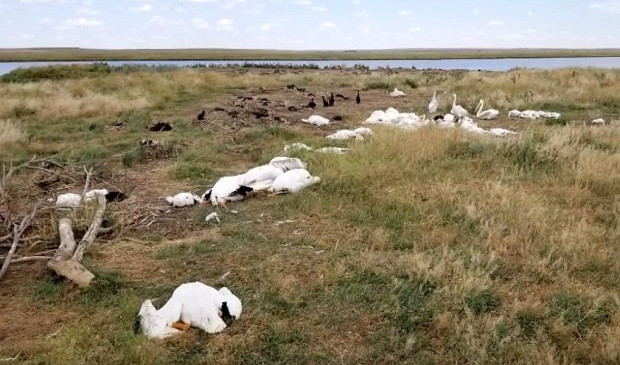 (VIDEO) JEZIV PRIZOR! 11.000 ptica palo mrtvo sa neba!